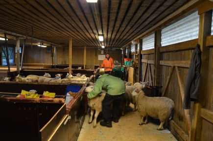 Agnes Klouman og Sigbjrn Moen sorterer lam.