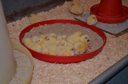 Kyllingene har tilgang til kraftfr fra et brett de frste dagene.