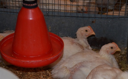 Kyllingene er 28 dager gamle og veier 1028 gram.
