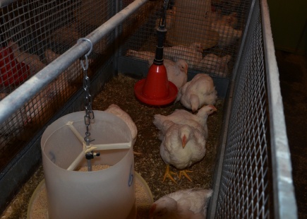 Kyllingene er 36 dager gamle og slakteklare.