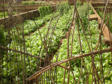 Wastewater irrigated lettuce in Ghana